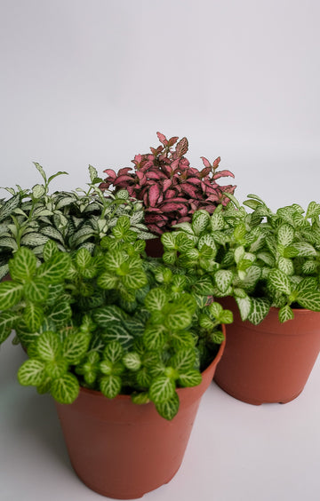 Fittonia mix