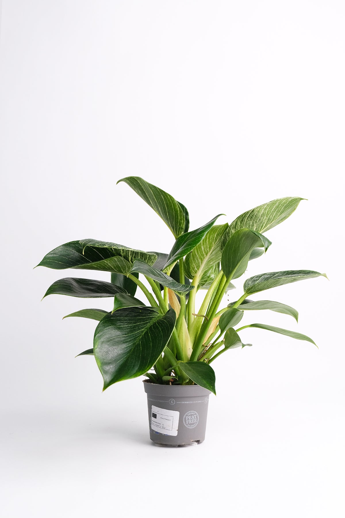 Philodendron Birkin