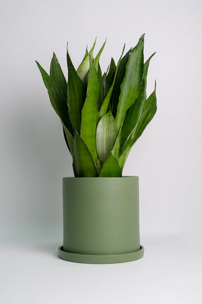 Sansevieria Moonshine - Image 5