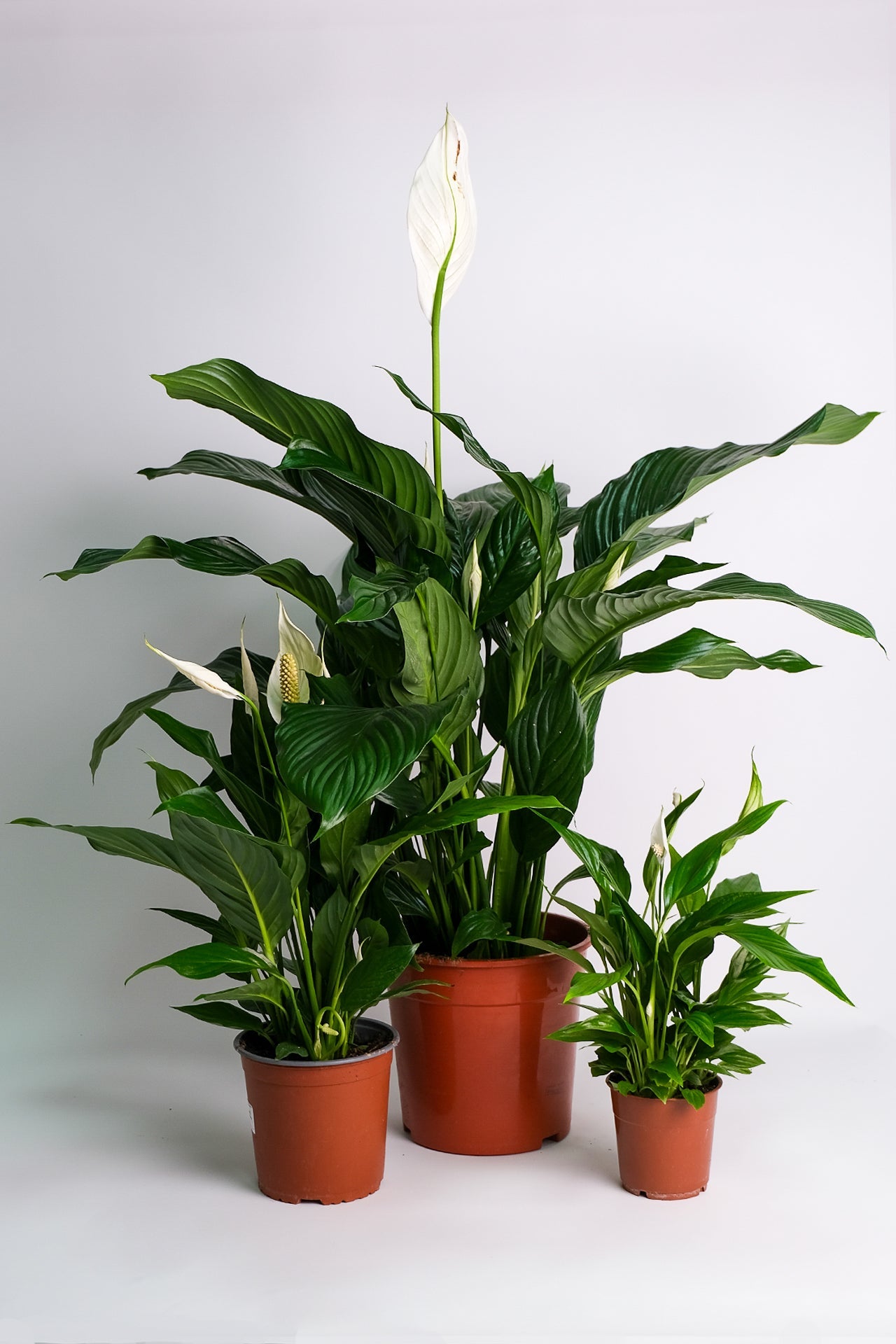 Spathiphyllum - Image 5