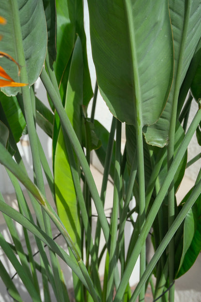 Strelitzia Reginae - Image 20