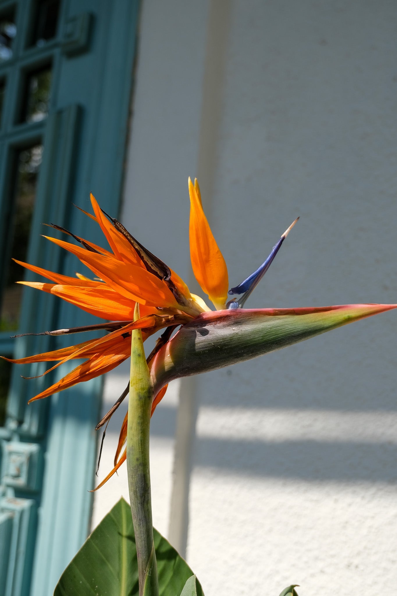 Strelitzia Reginae - Image 10