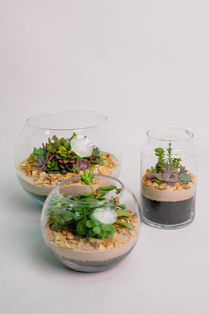 Terariu cu nisip alb mediu - Image 04