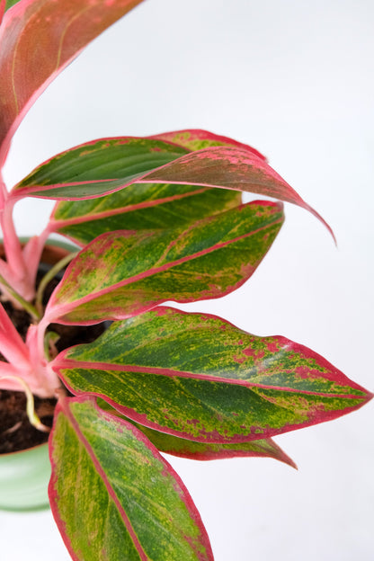 Aglaonema Crete - 5