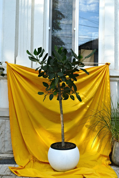 Ficus Audrey on Stem - Image 5