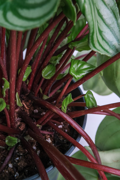 Peperomia Watermelon - Image 5