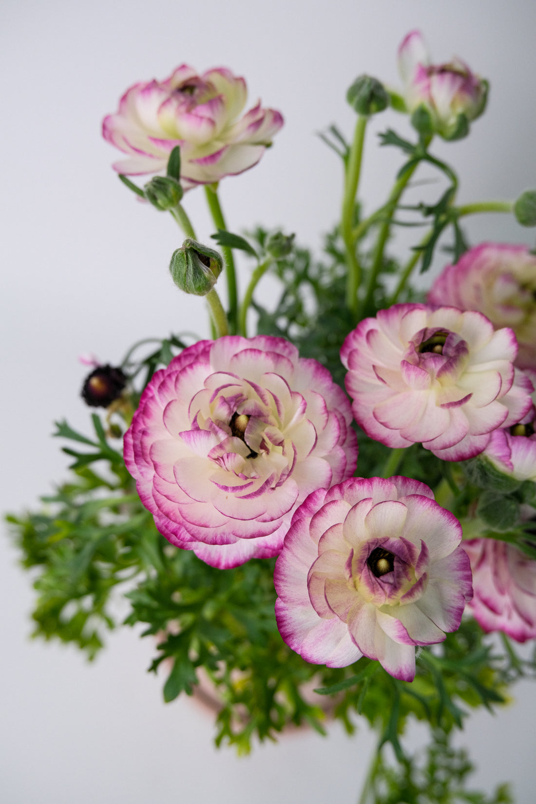 Ranunculus Mix