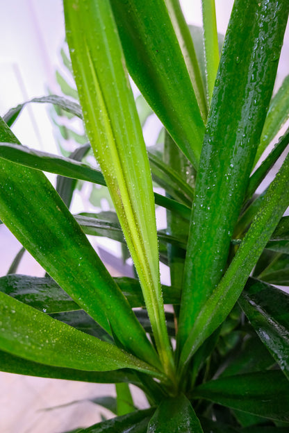 Yucca Branched - Image 5