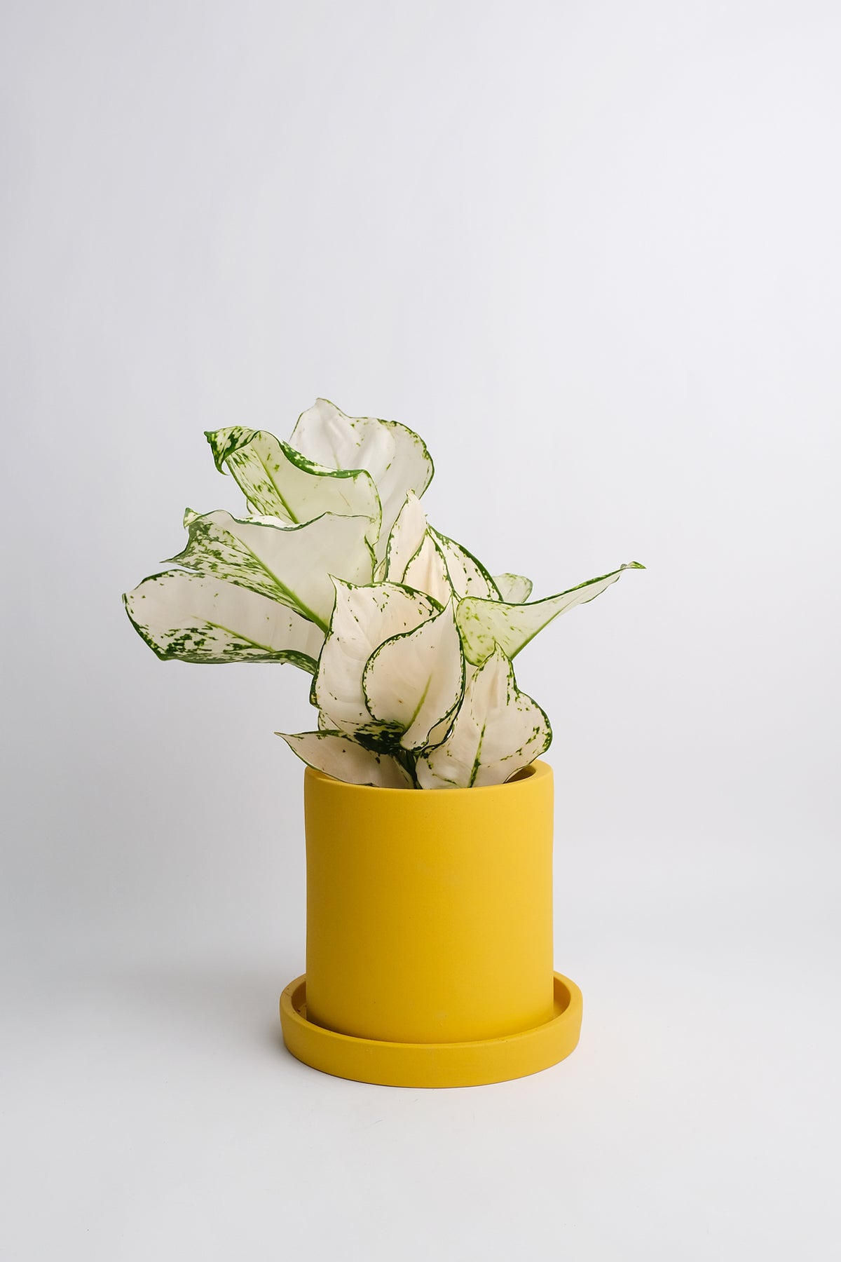 Aglaonema White Joy
