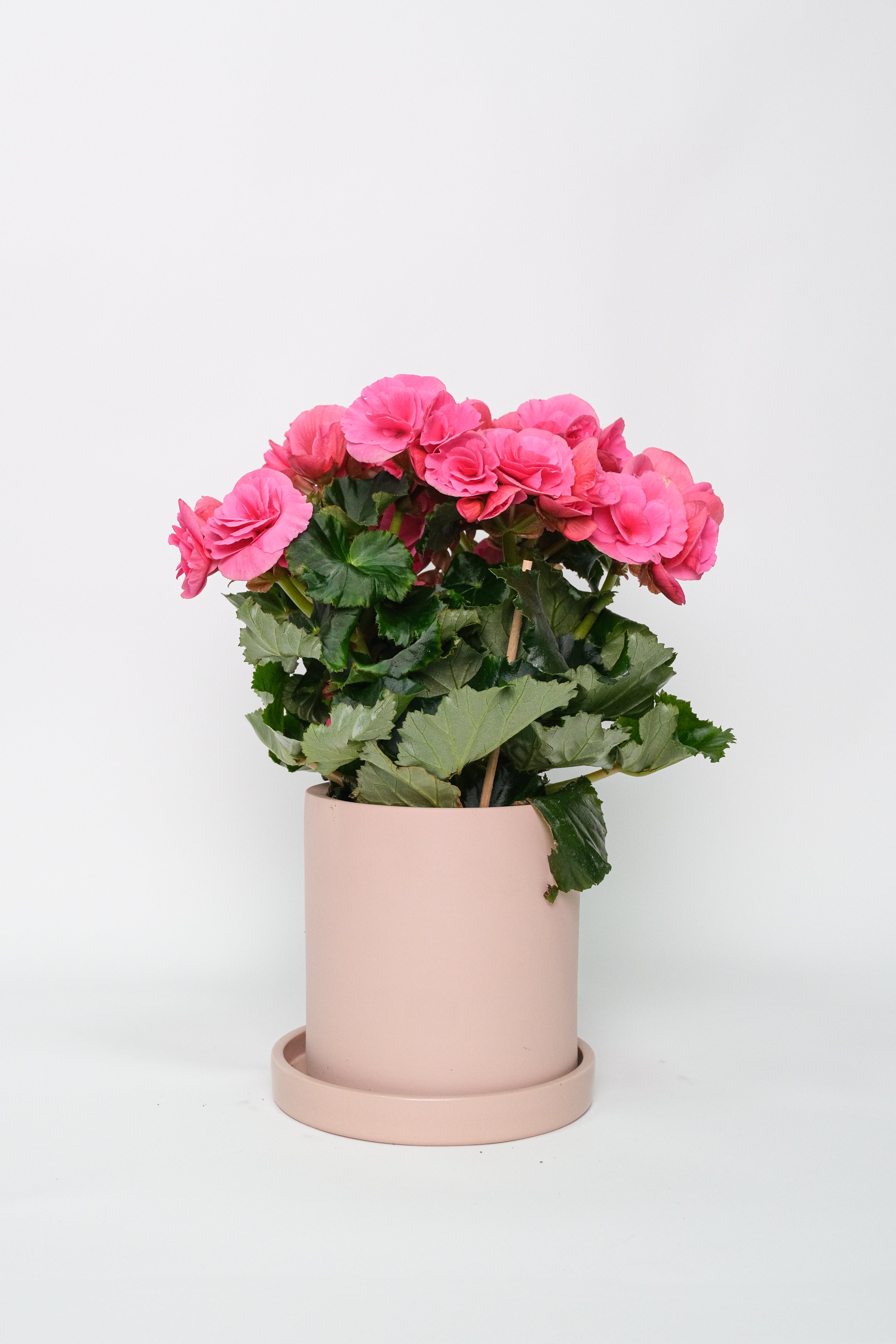 Begonia mix