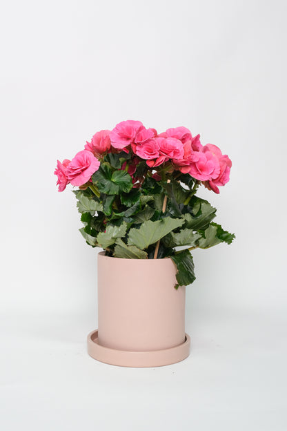 Begonia mix