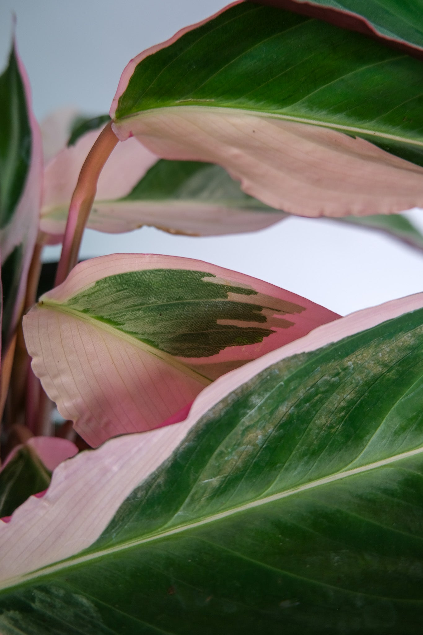 Calathea Triostar - Image 6