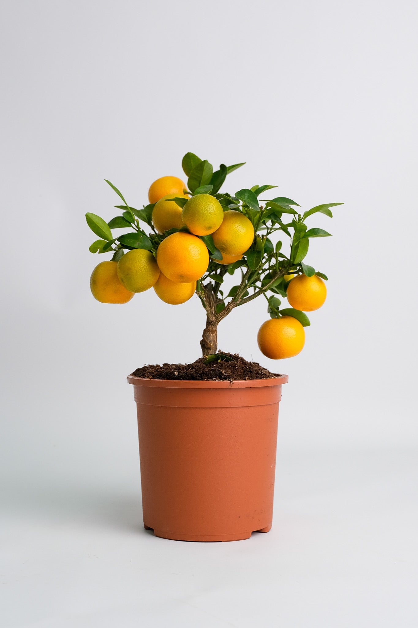 Citrus Calamondin bush - Image 6