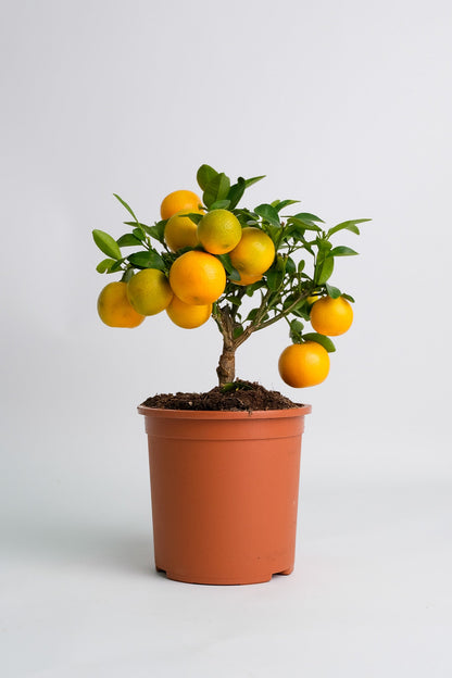 Citrus Calamondin bush - Image 6