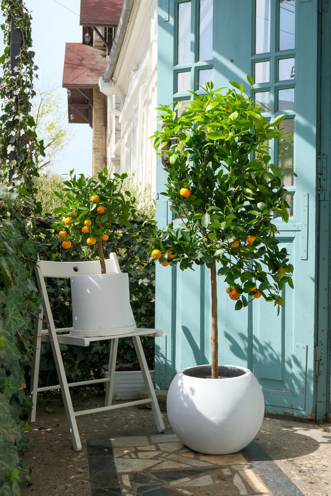 Citrus Calamondin on Stem - Image 6