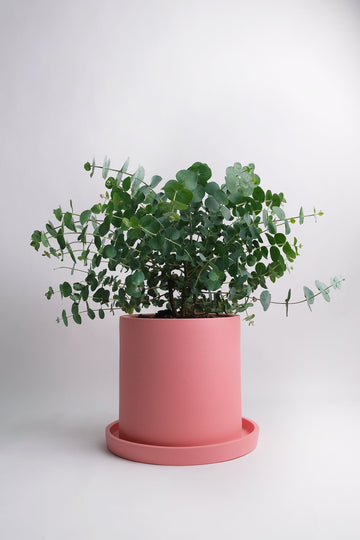 Eucalyptus gunnii