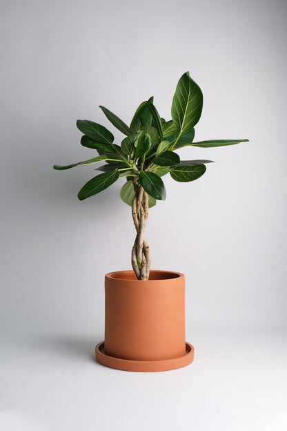 Ficus Audrey Twisted - Image 6