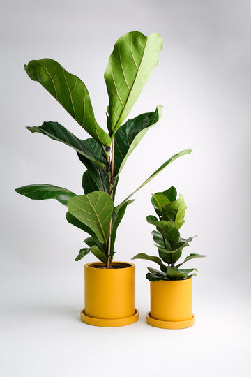 Ficus Lyrata