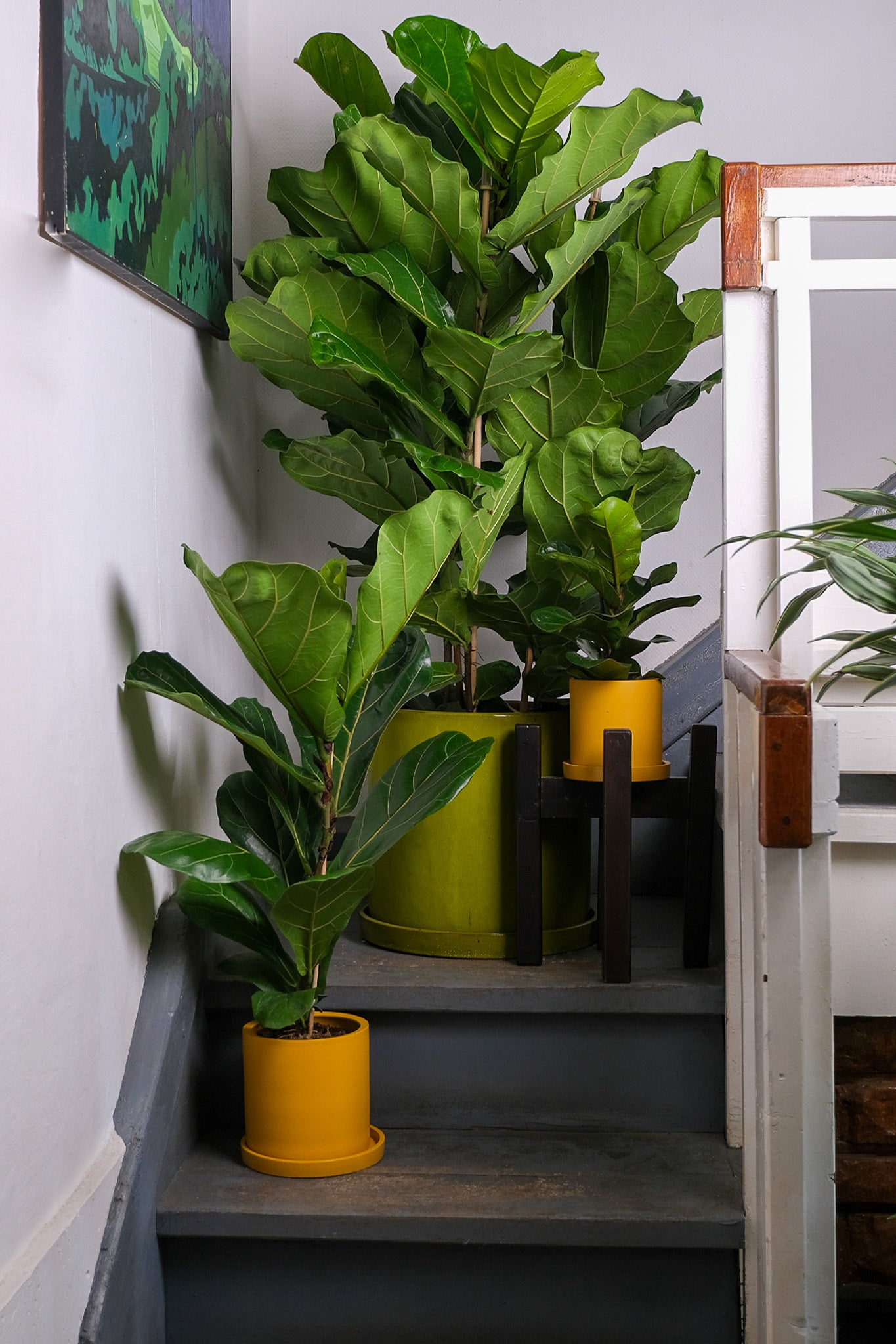 Ficus Lyrata