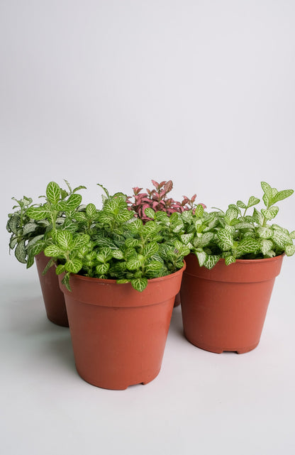Fittonia mix - Image 6