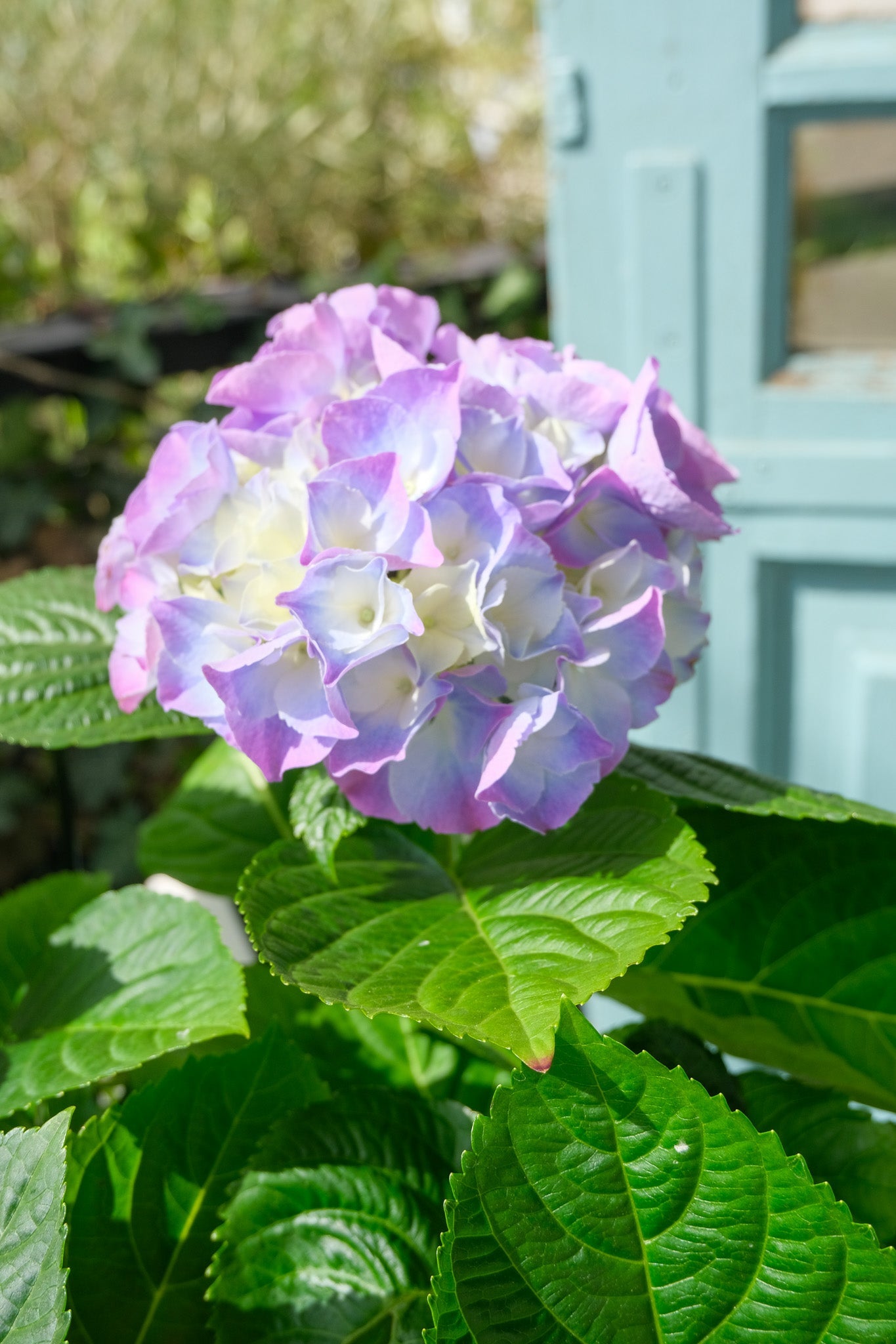 Hortensie exterior