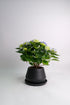 Hortensie blue - Image 6