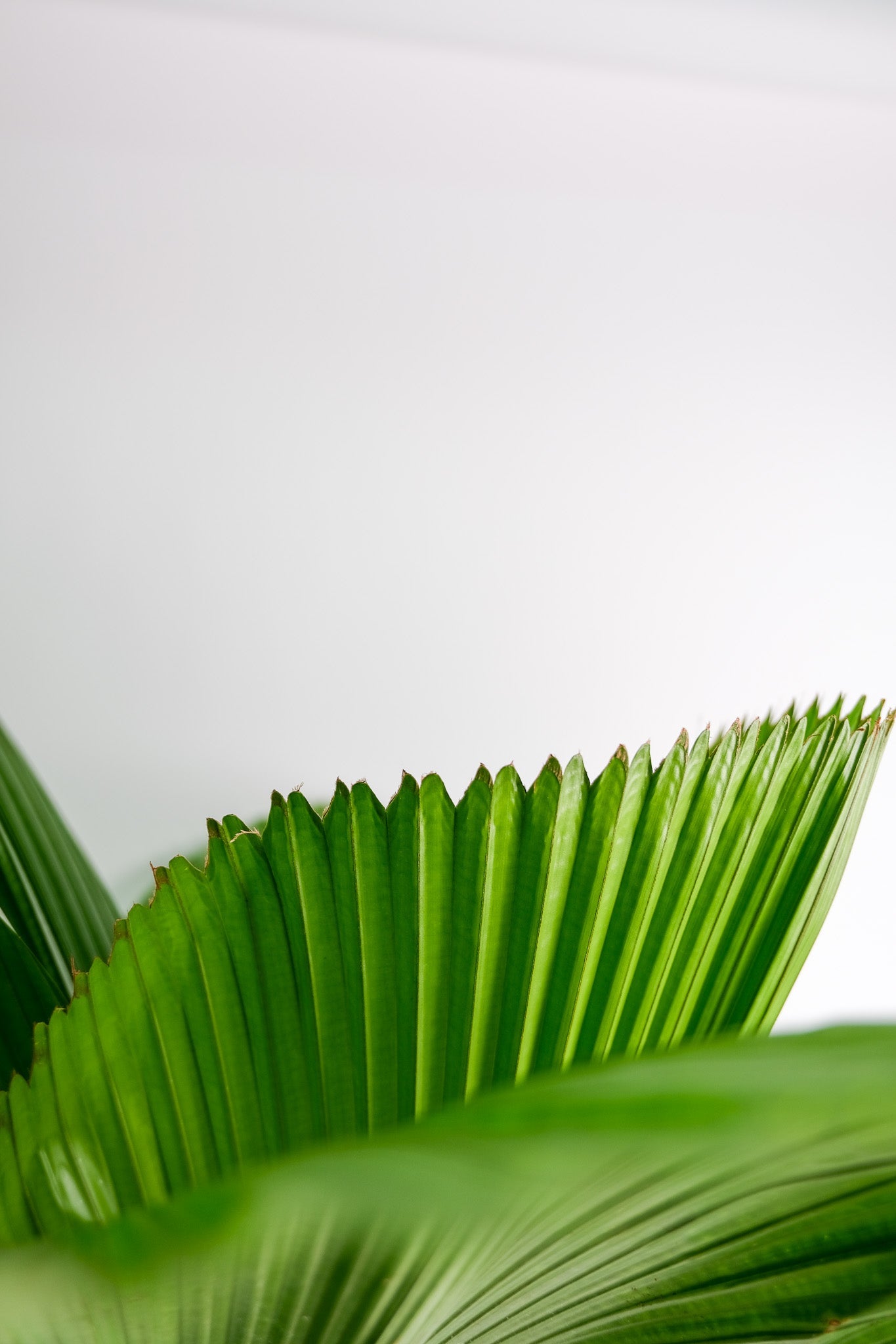 Licuala Grandis - Image 6