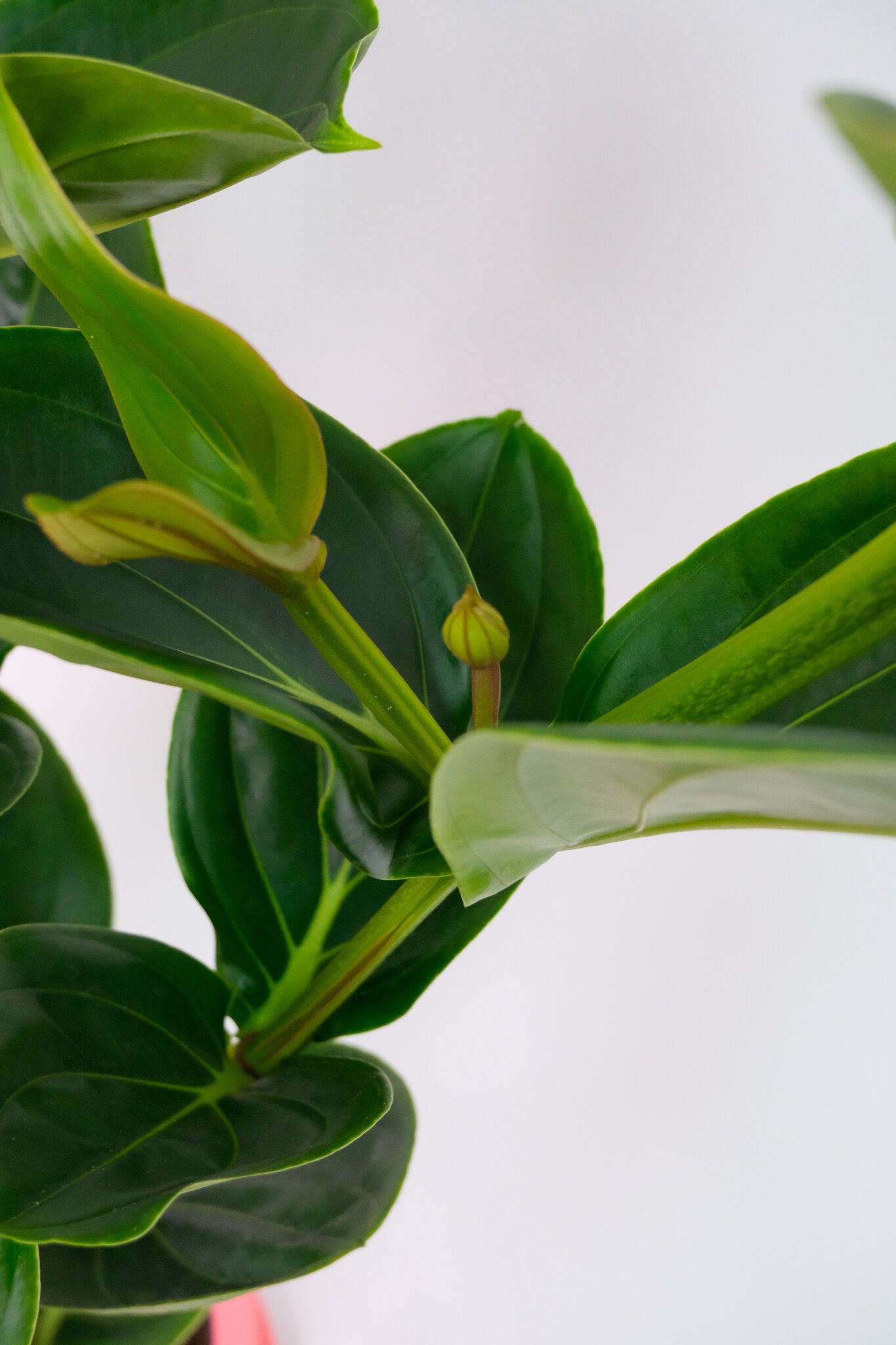 Medinilla magnifica - Image 5