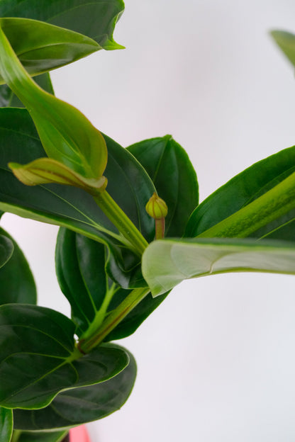 Medinilla magnifica - Image 5