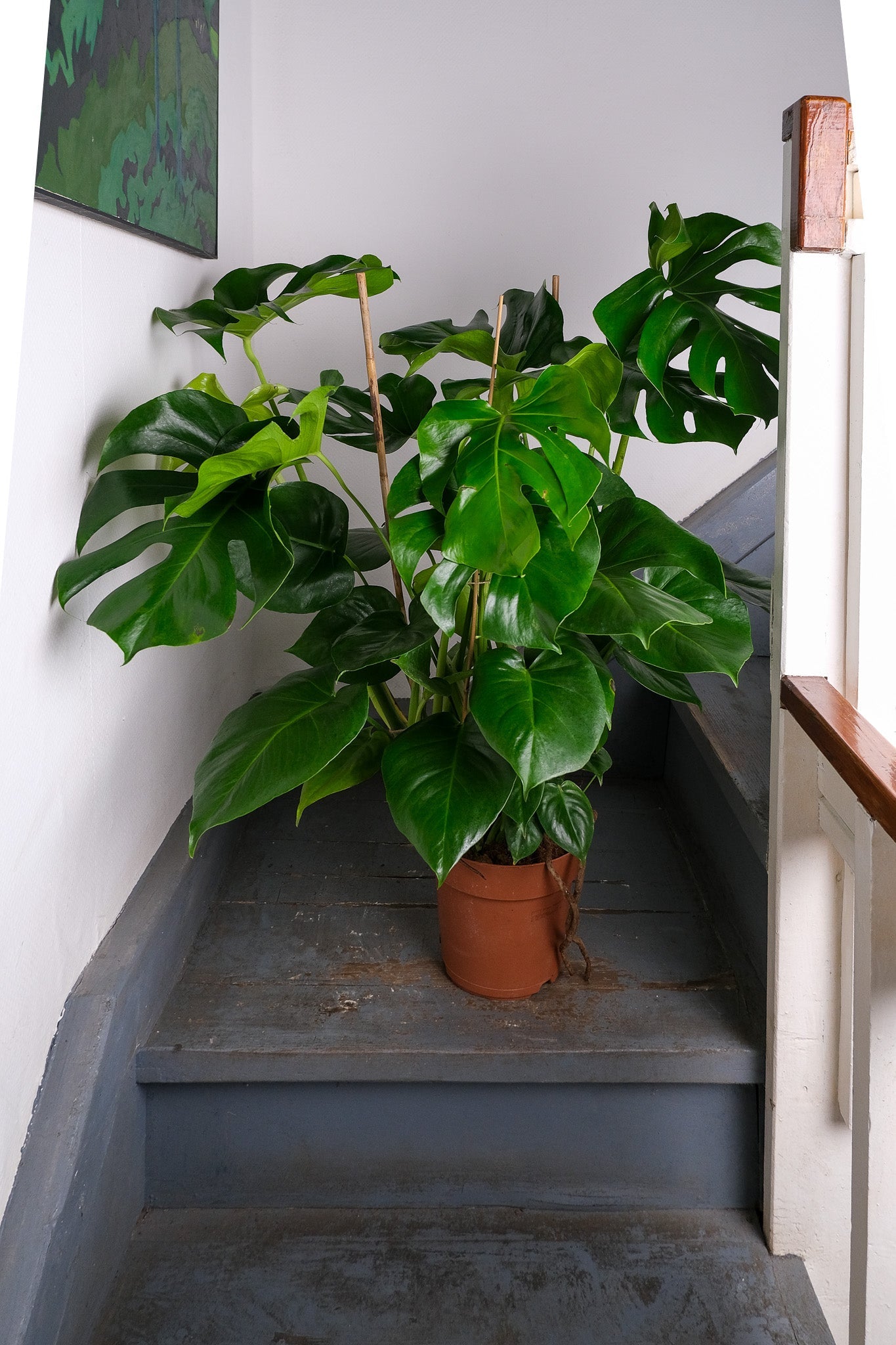 Monstera Deliciosa - Image 6