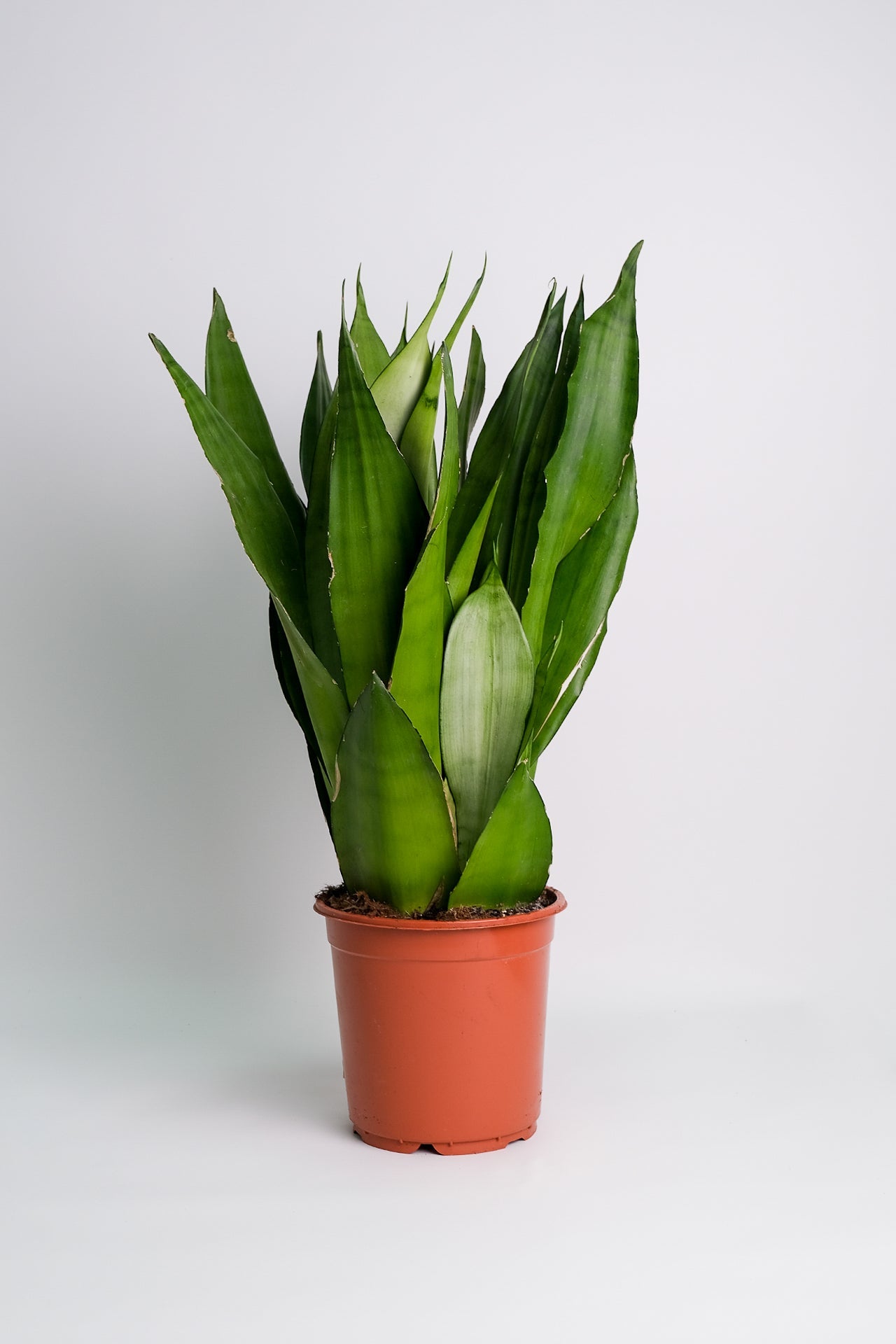 Sansevieria Moonshine - Image 6