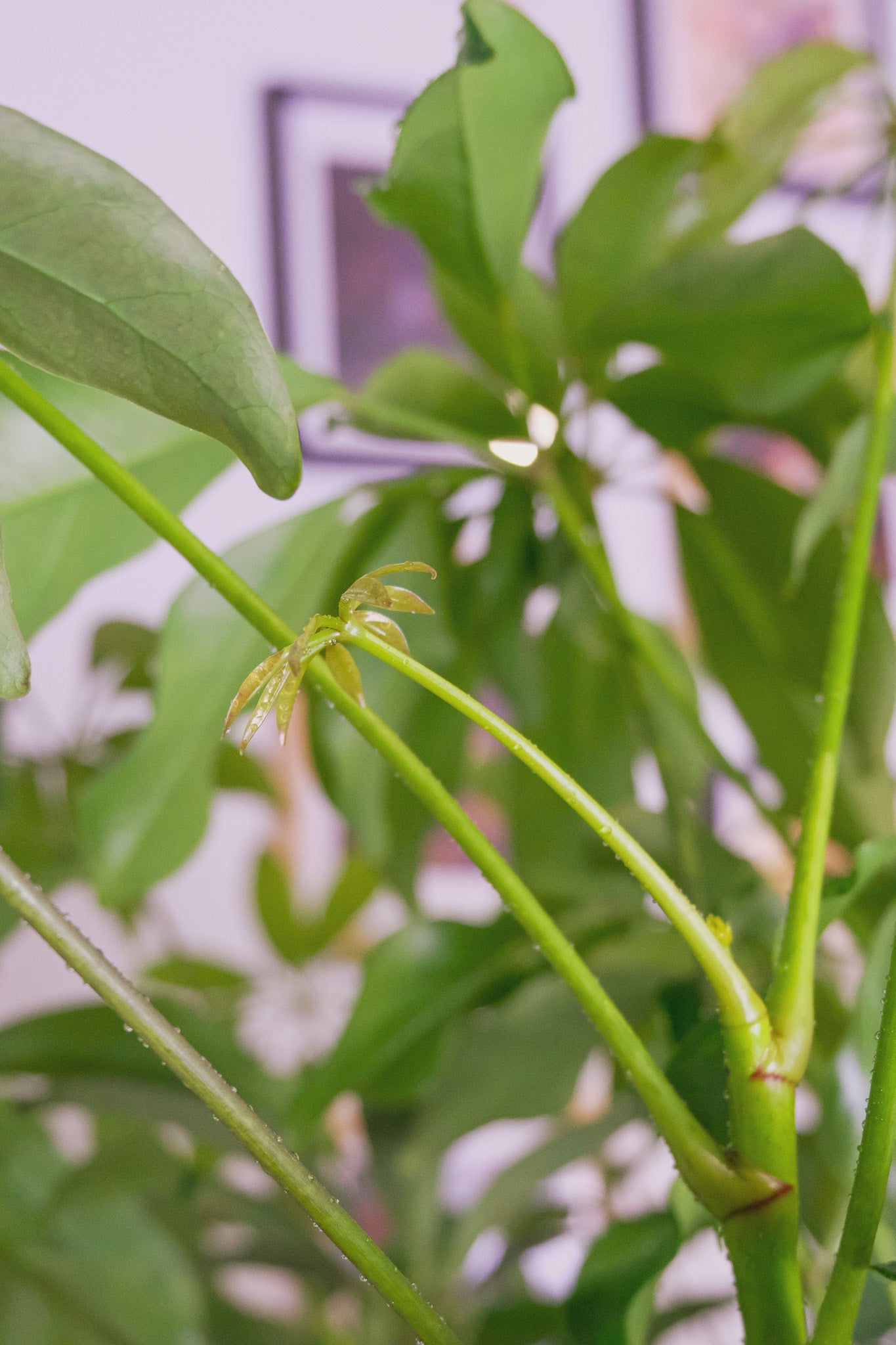 Schefflera Compacta - Image 6