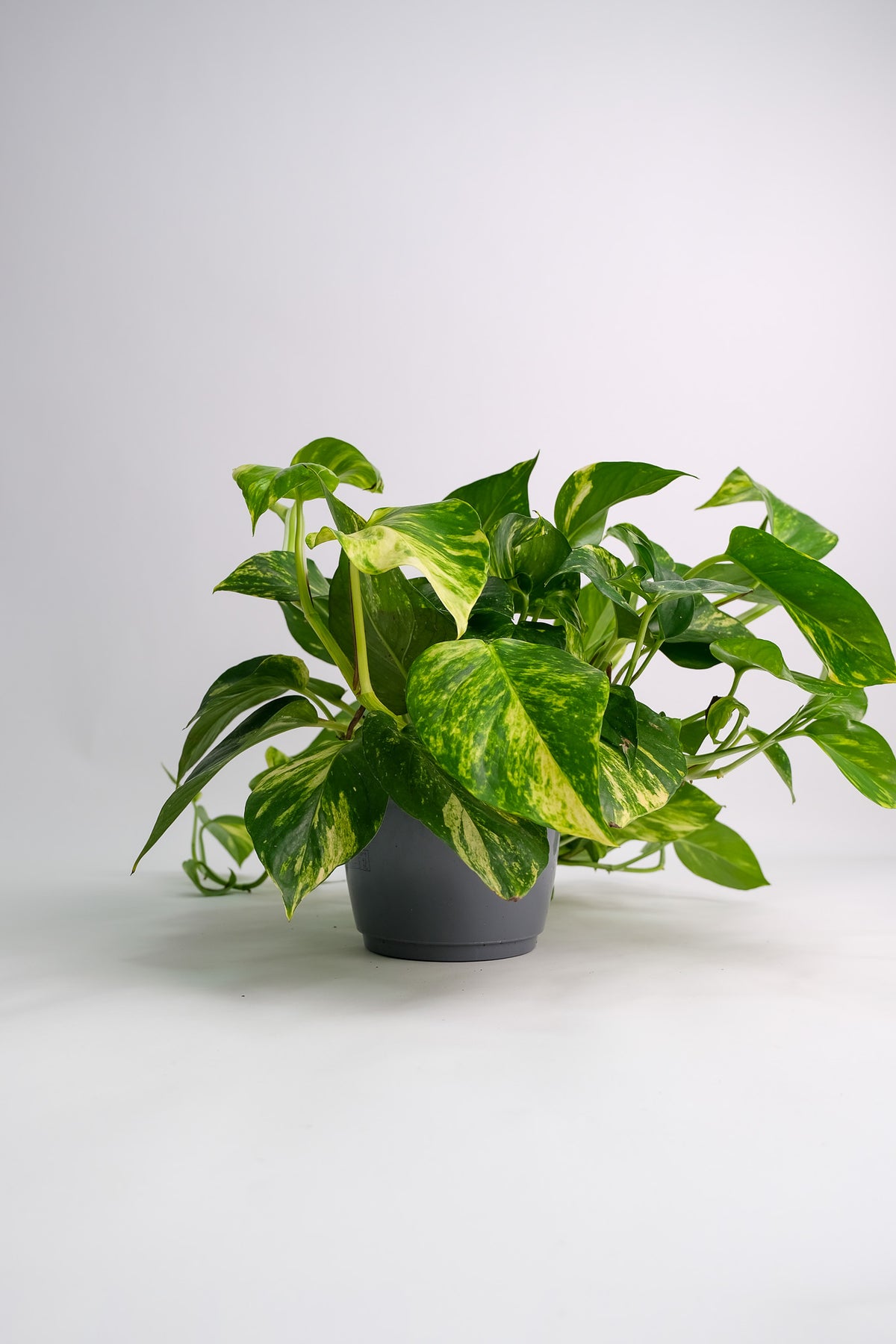 Scindapsus Aureum