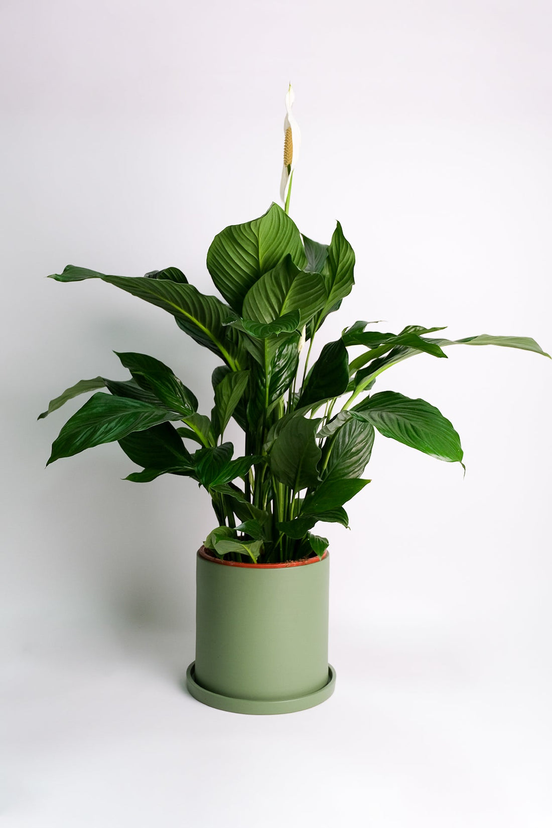 Spathiphyllum - Image 6