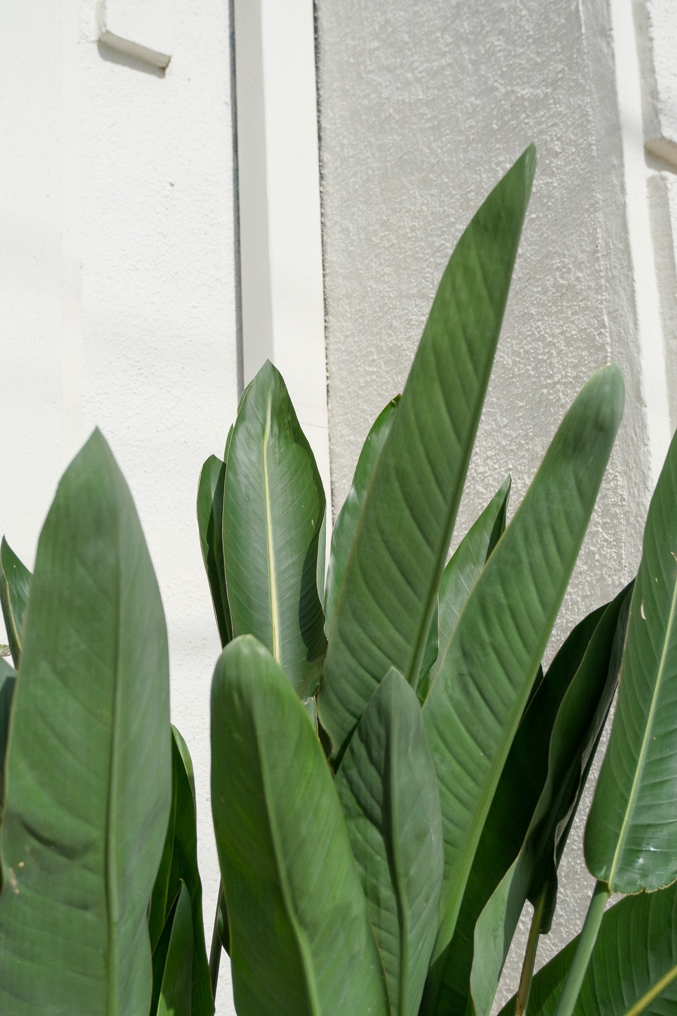 Strelitzia Reginae - Image 21