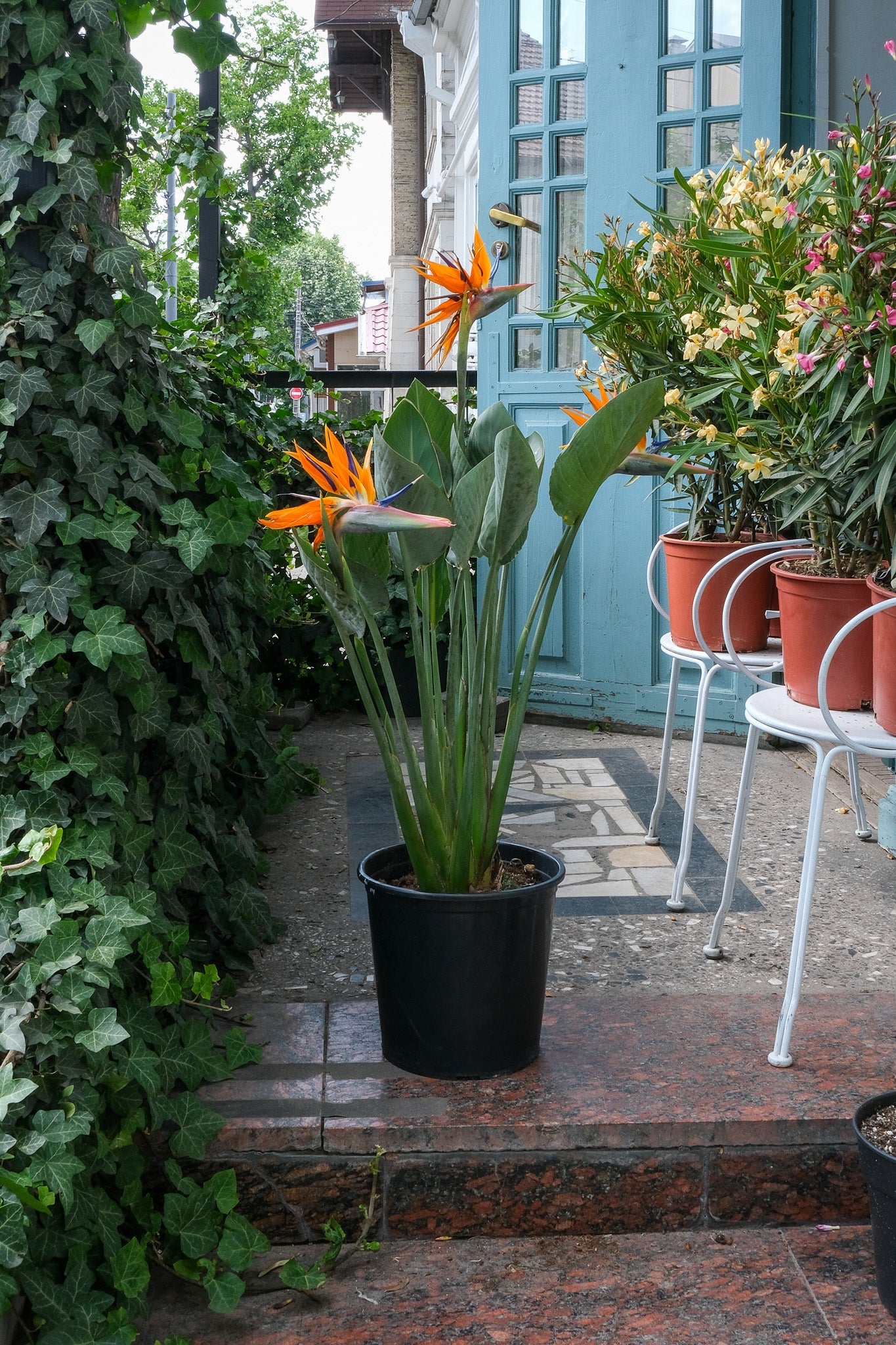 Strelitzia Reginae - Image 11