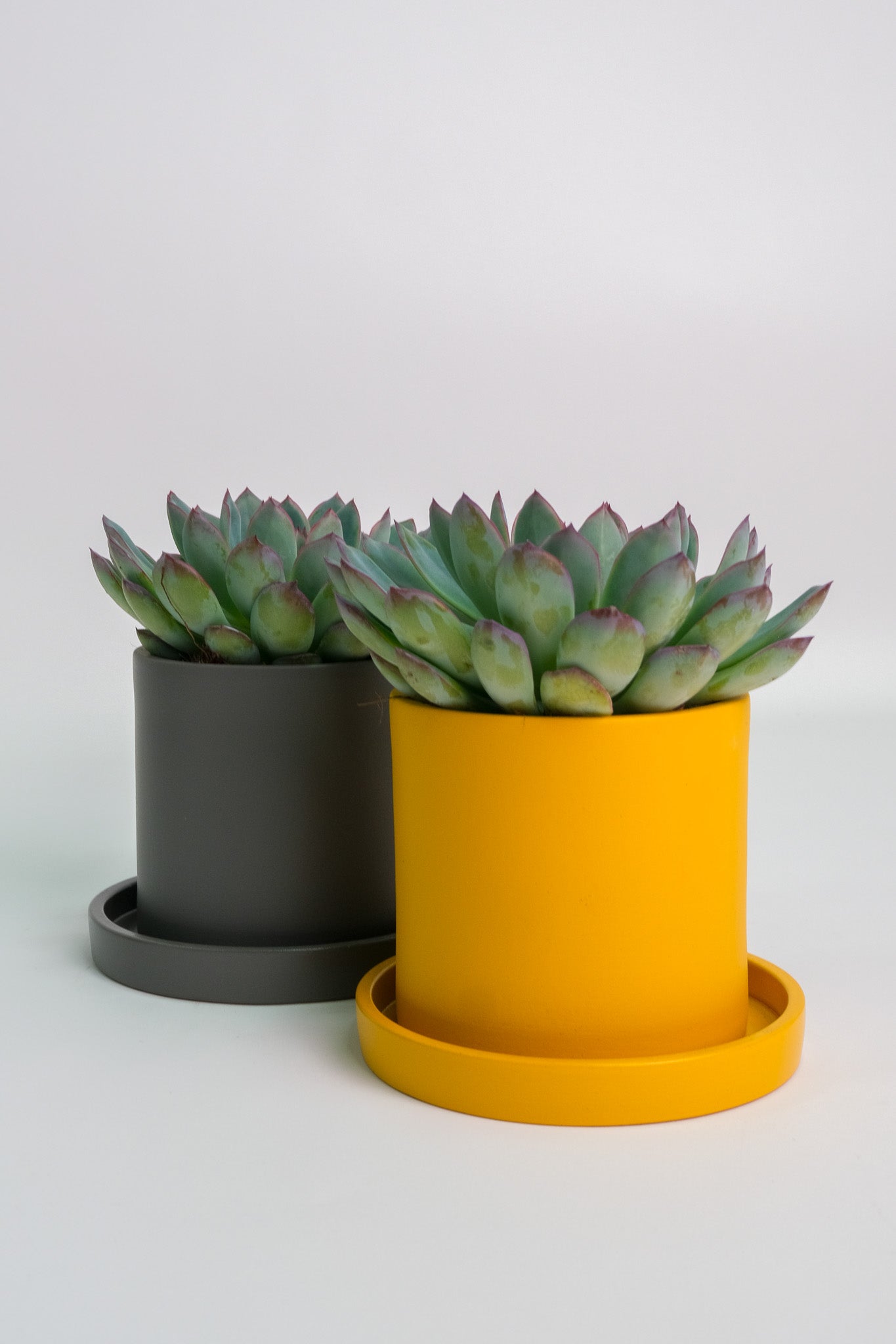 Suculent Mix - Image 05