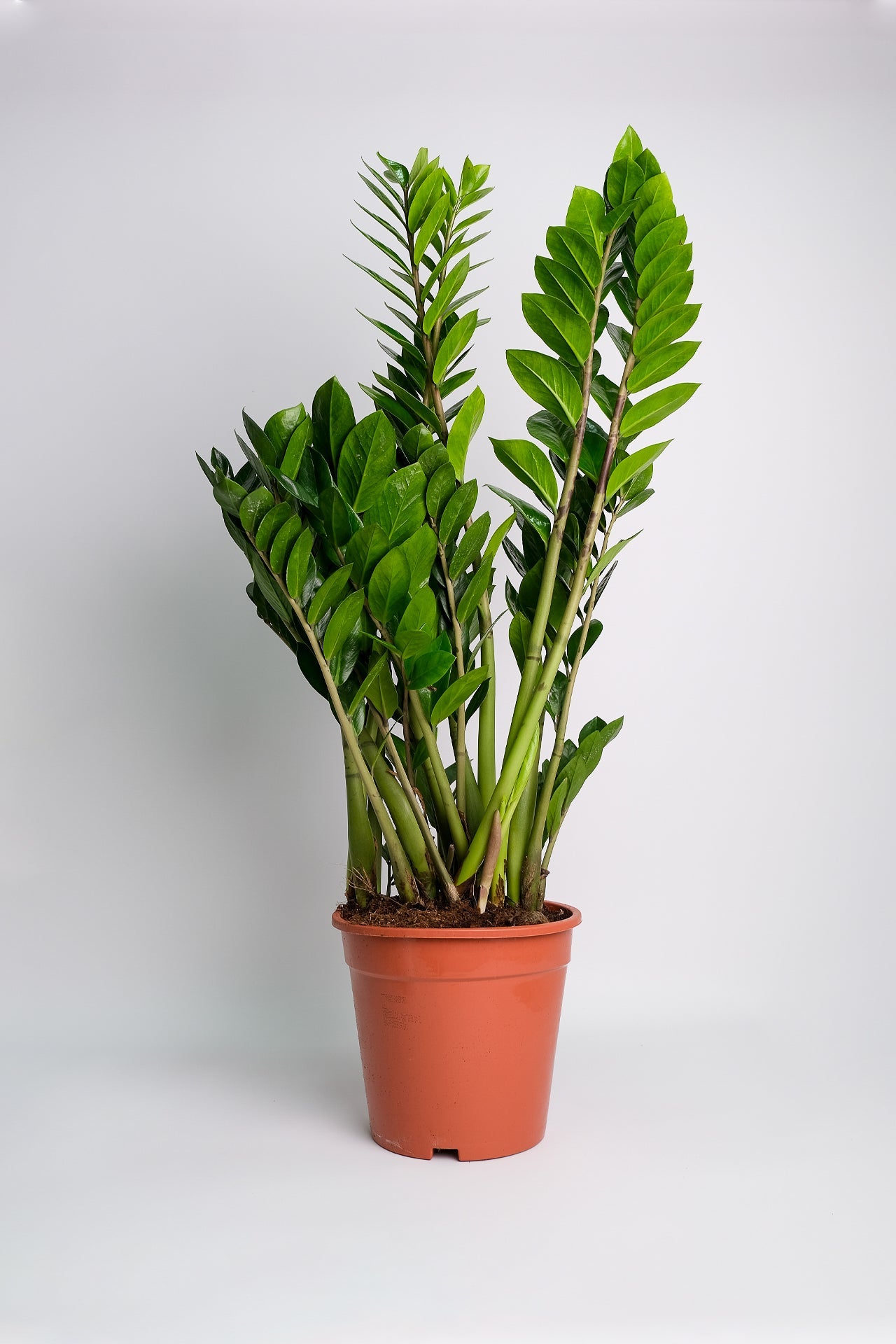 Zamioculcas - 6