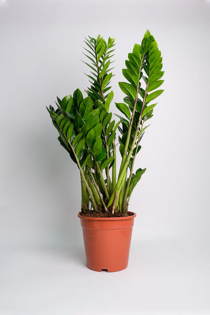 Zamioculcas - 6