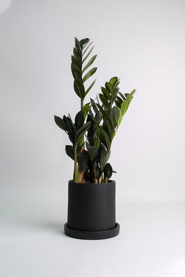 Zamioculcas Raven