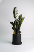 Zamioculcas Raven - 6