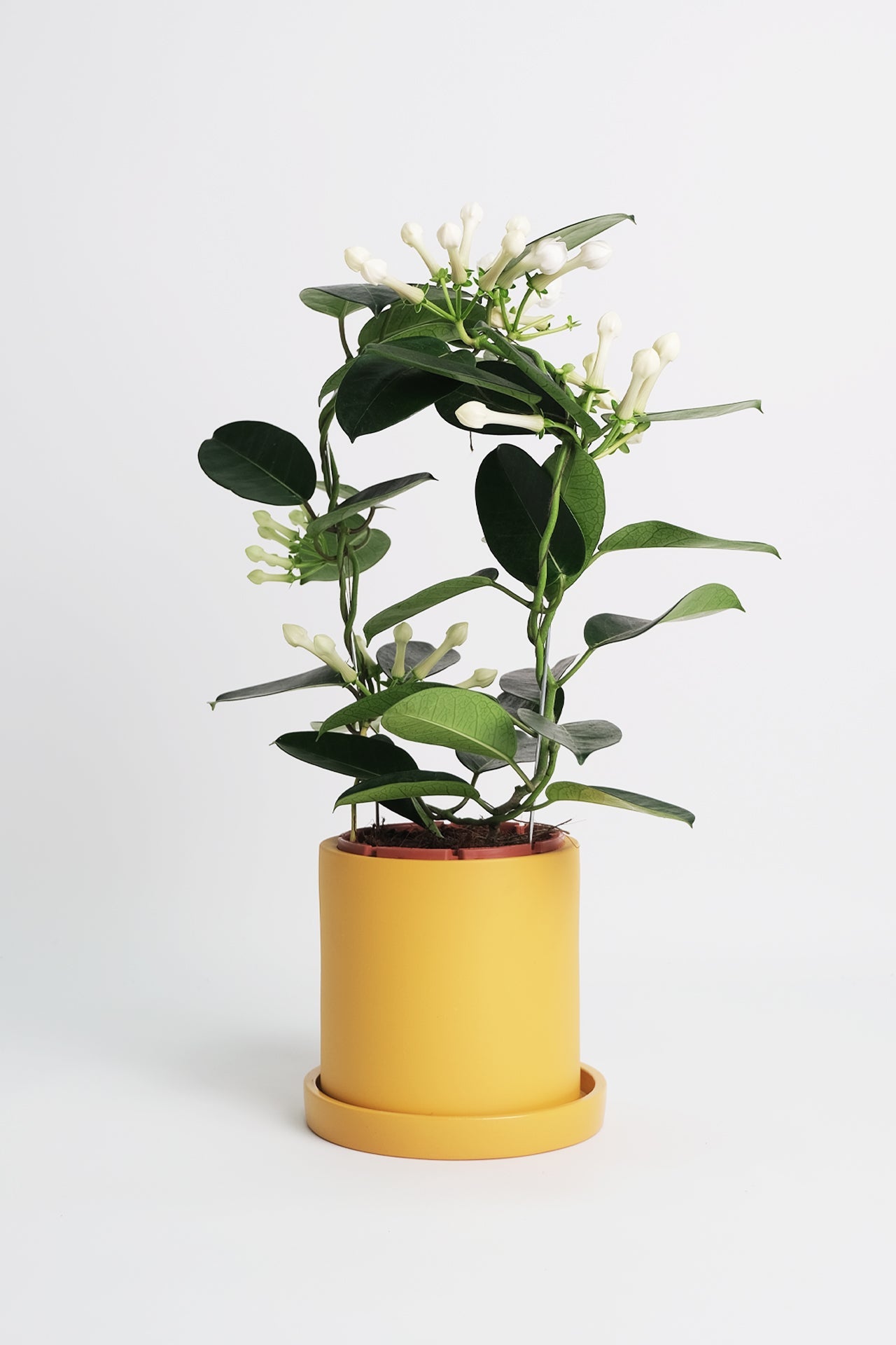 Jasmin Stephanotis - Image 6