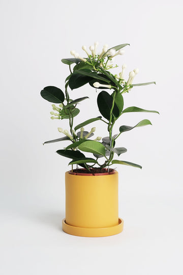 Jasmin Stephanotis