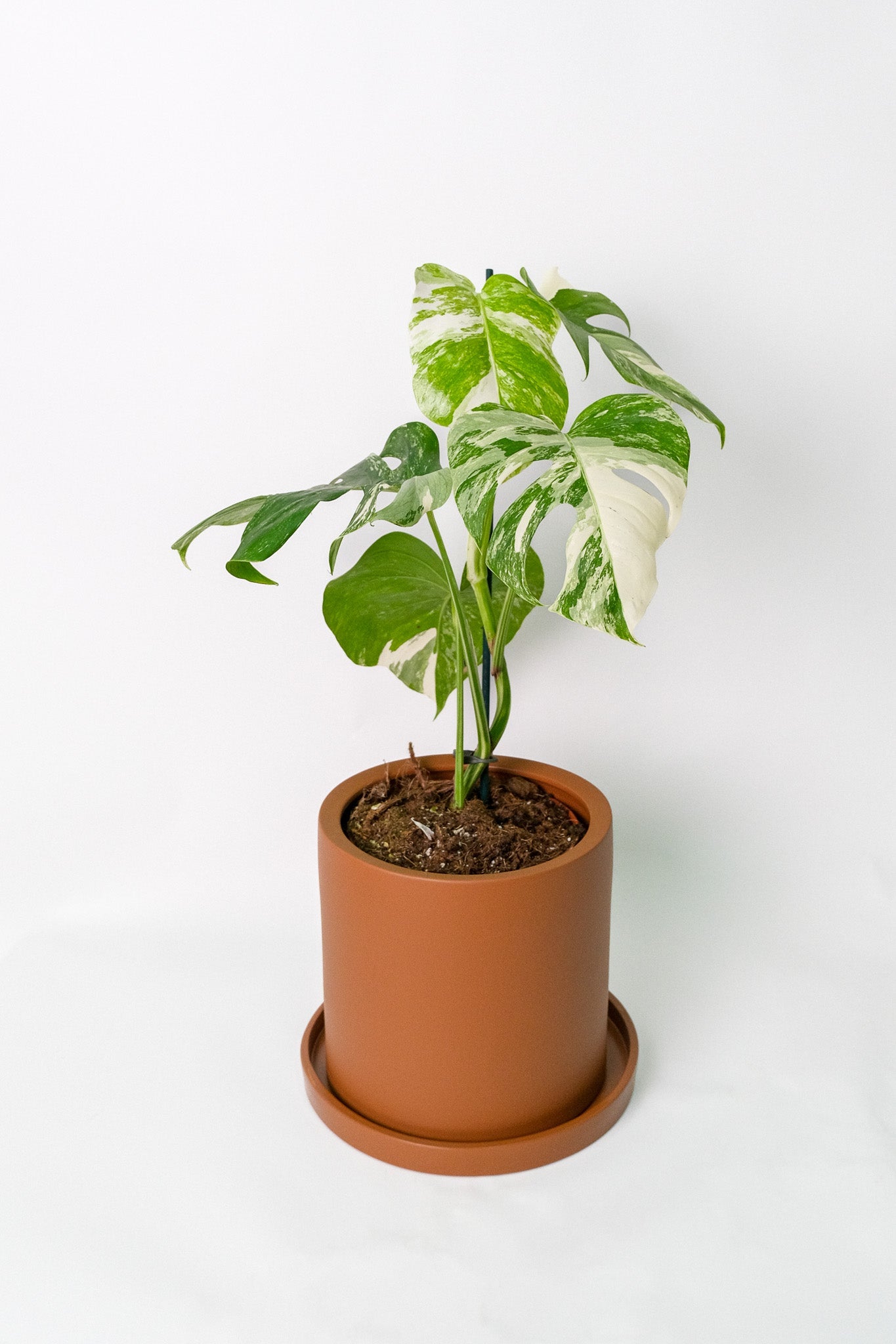 Monstera Deliciosa pestrița - Image 6