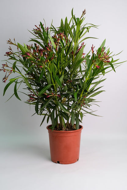 Nerium Oleander - 05_oleandru mix.jpg