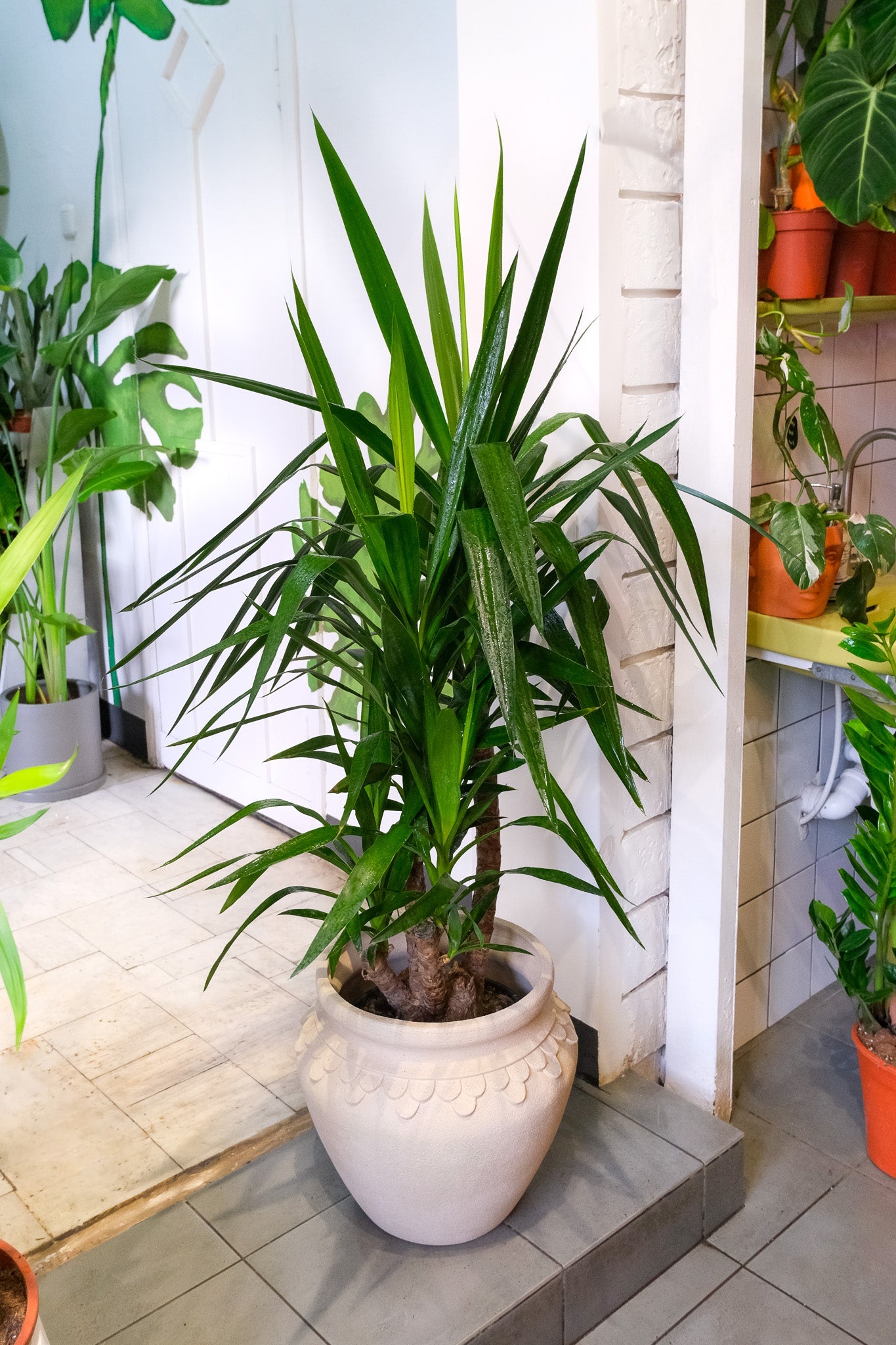 Yucca Branched - Image 6