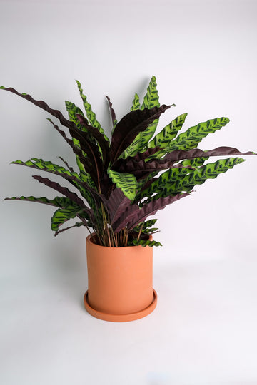 Calathea Insigne