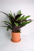 Calathea Insigne - Image 7