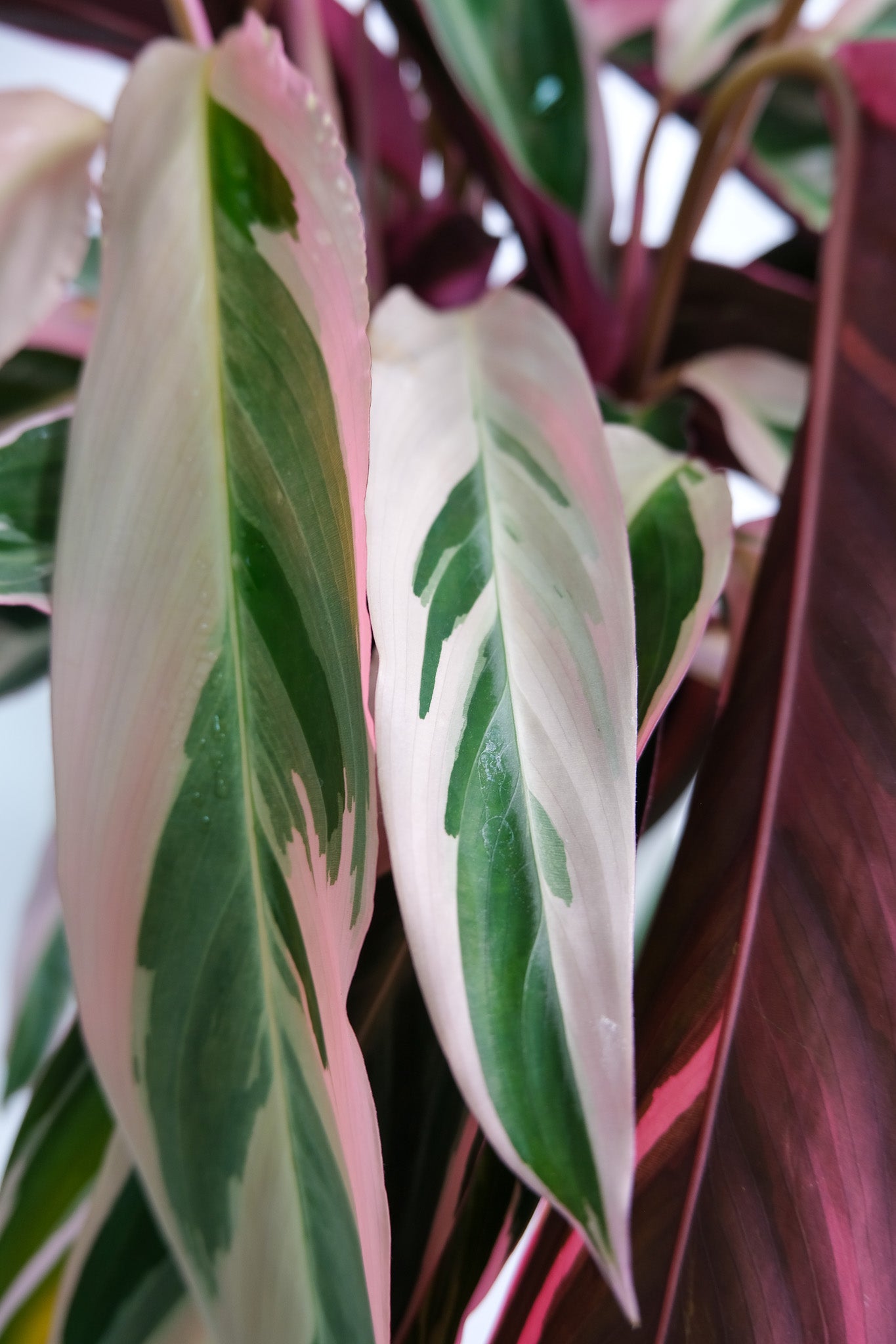 Calathea Triostar - Image 7
