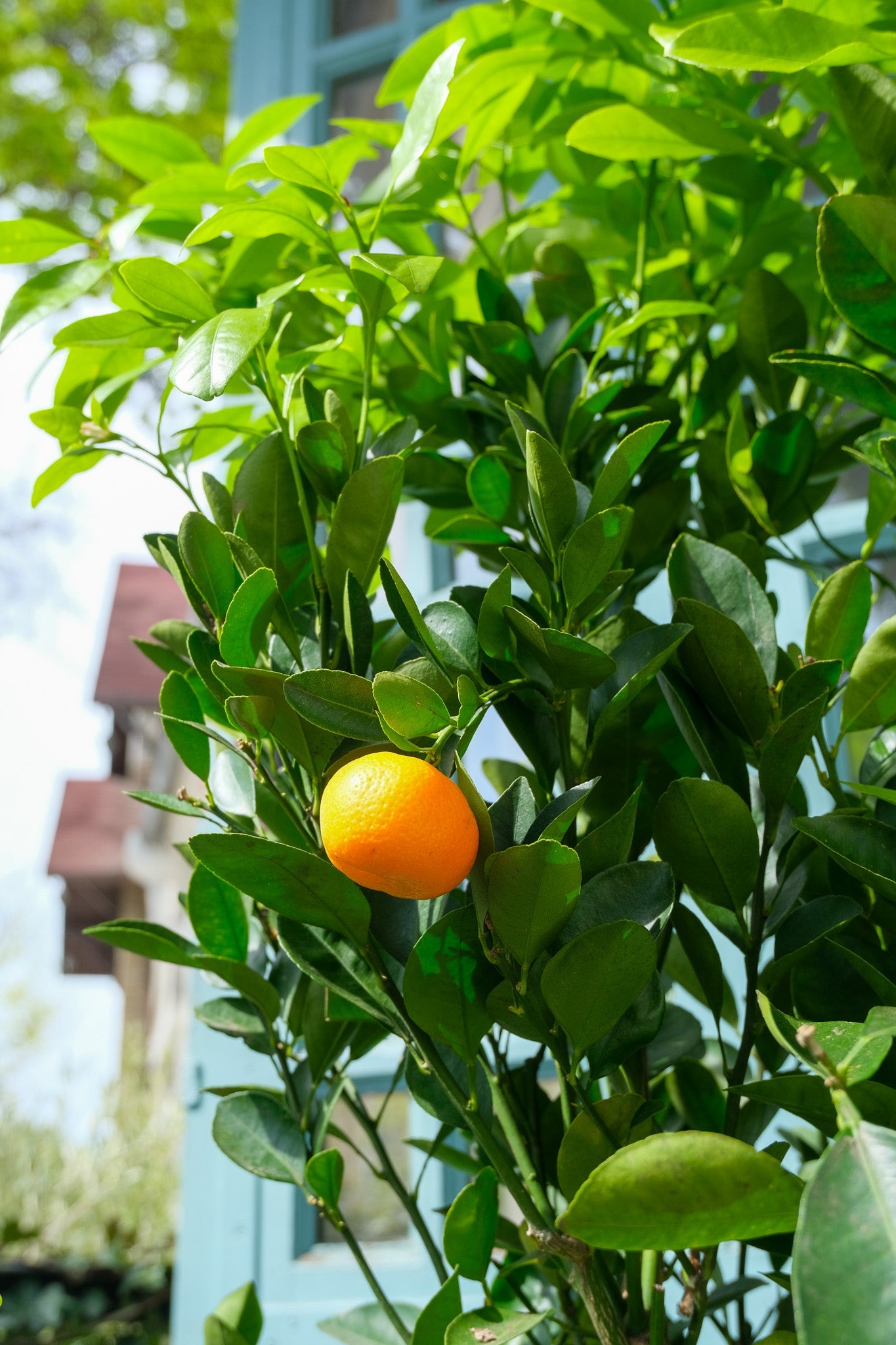 Citrus Calamondin on Stem - Image 7